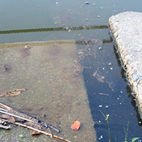 かなり汚れている明徳公園の池の水